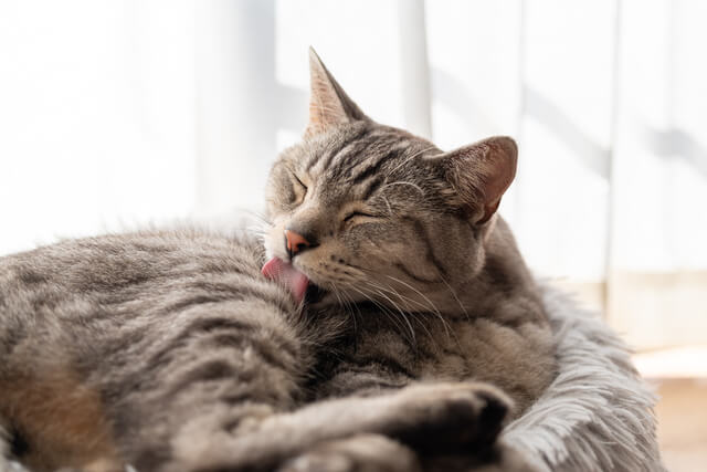 猫に醤油は絶対ダメ！舐めたらダメな理由、舐めた際の対処法を解説！のサムネイル画像